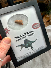Load image into Gallery viewer, Spinosaurus Dinosaur Tooth- 100 MILLION YEARS OLD