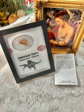 Load image into Gallery viewer, Spinosaurus Dinosaur Tooth- 100 MILLION YEARS OLD