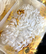 Load image into Gallery viewer, Satin Spar Selenite Random Shape