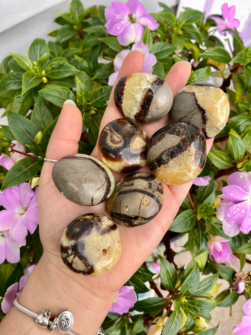 Septarian Palms- Intuitively Selected