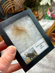 Wooly Mammoth Hair in display box